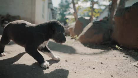 cachorro confundido de color blanco y negro jugando en los suburbios