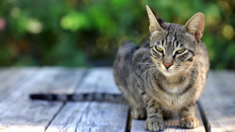 Gato-Está-Parado-Sobre-Una-Superficie-De-Madera-Afuera-En-La-Naturaleza,-Ambiente-Muy-Relajado-Y-Relajado