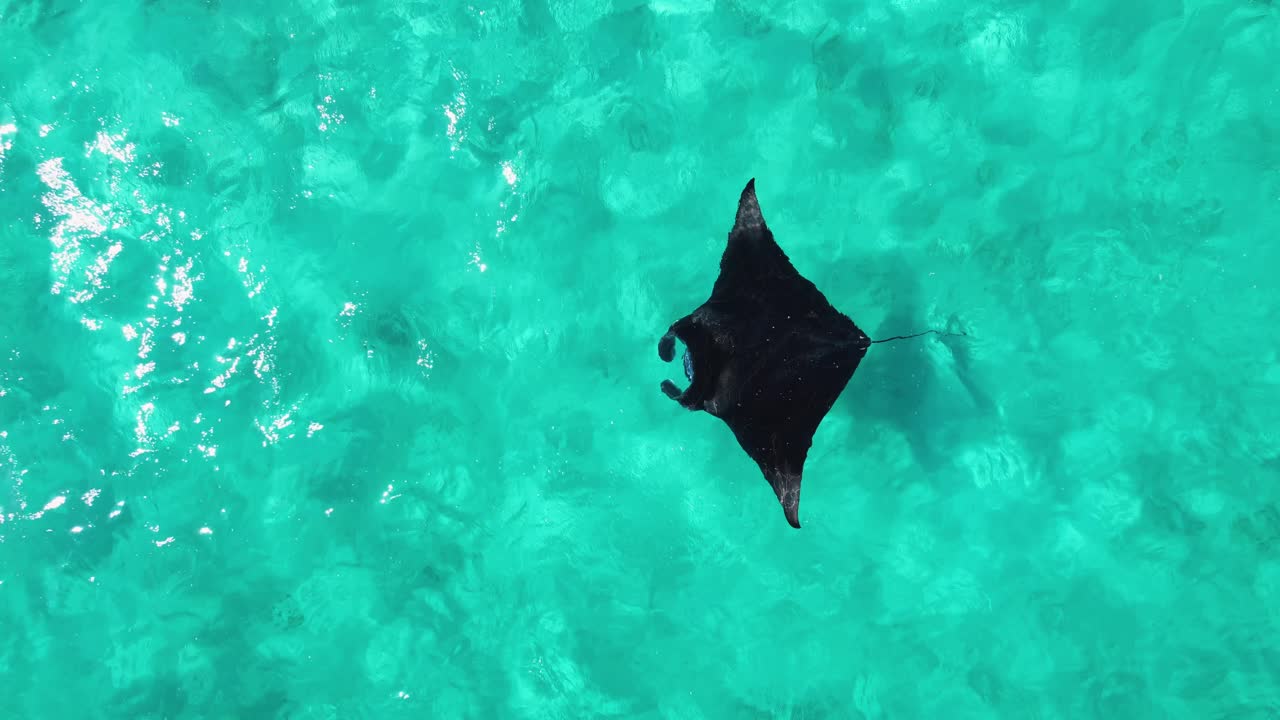 manta nadando fotografiada por un dron en maldivas