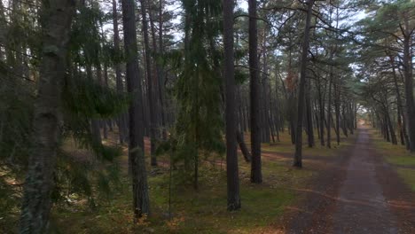 A-pine-forest-with-a-path-leading-through-it-where-the-autumn-sun-shines-through-the-trees