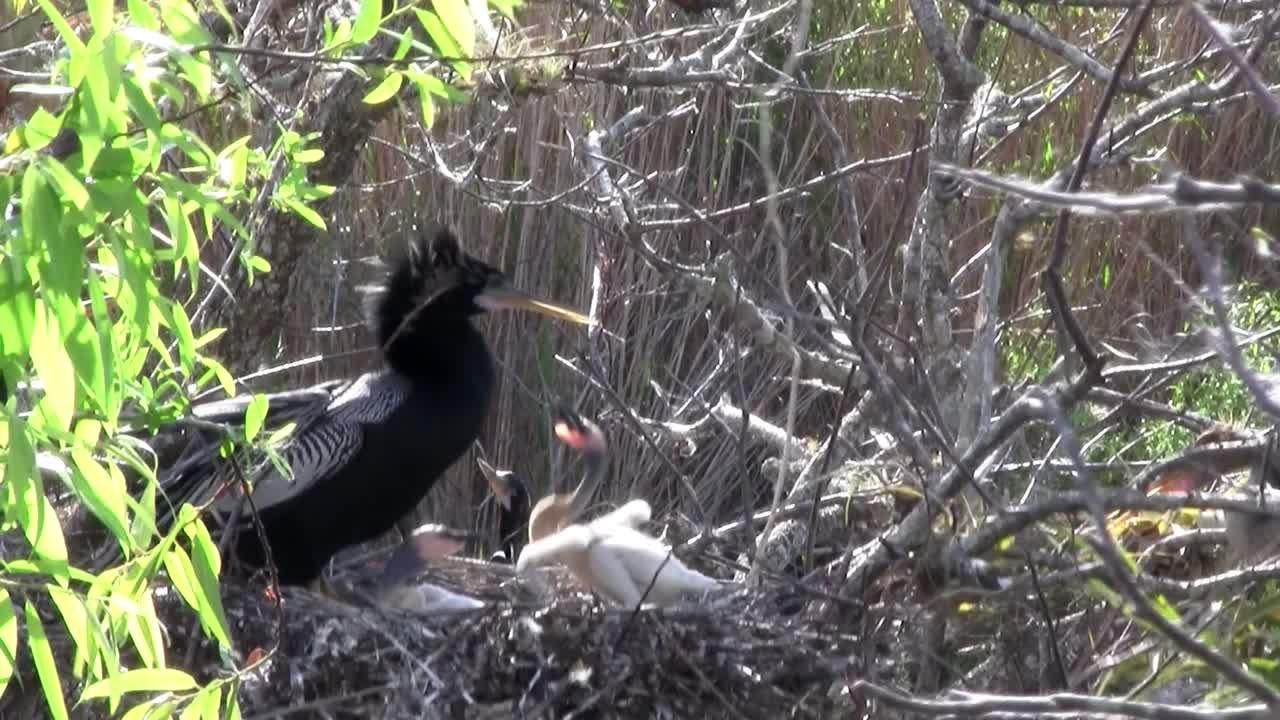 aves del bosque de manglares pin the everglades 12