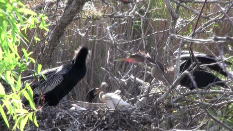 birds of the mangrove forest pin the everglades 12