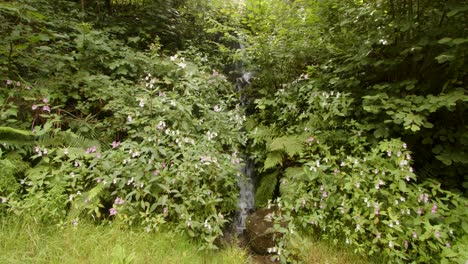 Weitwinkelaufnahme-Eines-Wasserfalls,-Umgeben-Von-Impatiens-Balsamina-Balfourii