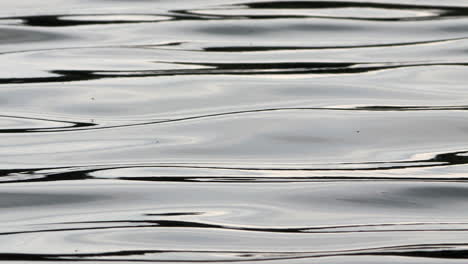 water in a lake rippling and moving in the wind