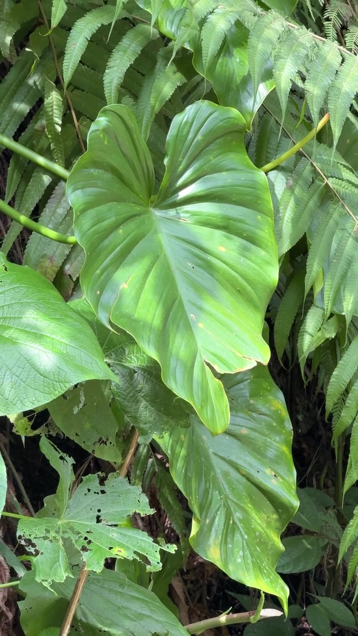 Fogliame tropicale verde rigoglioso in un ambiente di foresta pluviale.