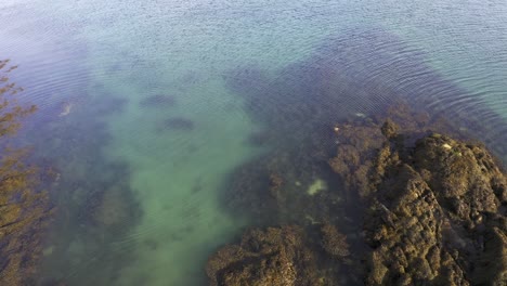 Tiro-De-Dron-De-Una-Foca-Común-Adulta-Esperando-A-Través-De-Algunas-Rocas-Cerca-Del-Mar