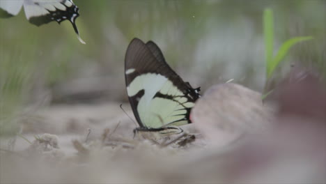 two butterflies take off in the amazon jungle, peru