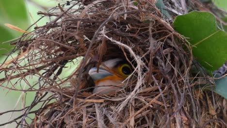 Der-Silberbrust-breitschnabel-Ist-Ein-Berühmter-Vogel-In-Thailand,-Sowohl-Lokal-Als-Auch-International