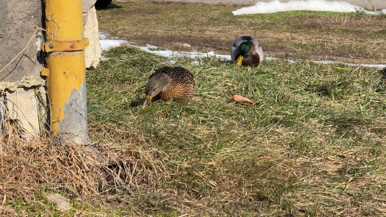 Mallard ducks resting near an old building with a yellow pipe