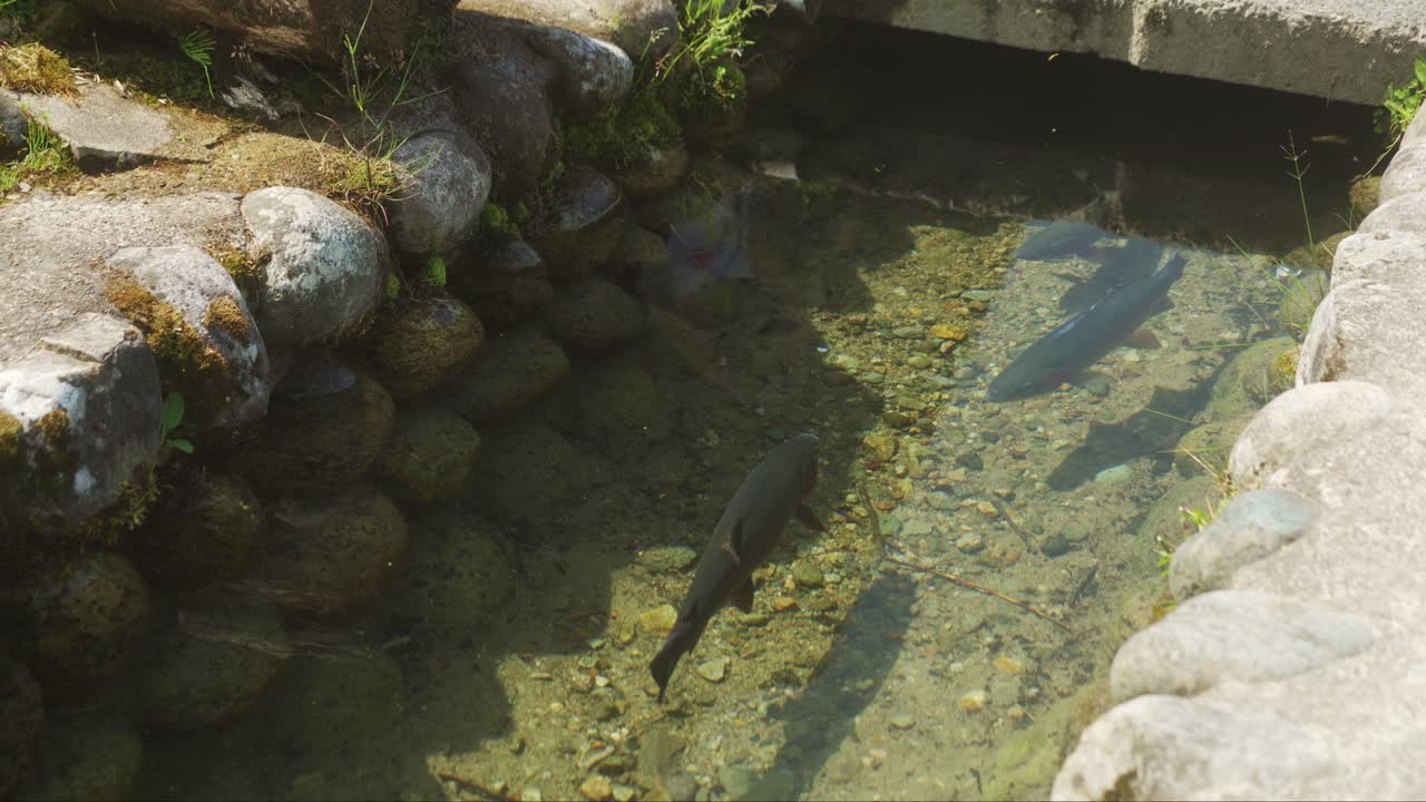 시라카와고 의 빈 도로  에 깨 한 흐르는 물 이 있는 은 수로 에서 볼 수 있는 카르프 물고기
