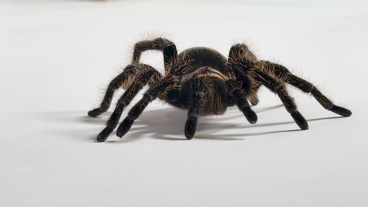 Macro close-up of hairy tarantula calmly walking on white studio background with soft lighting