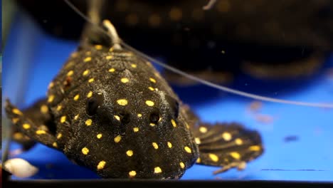 extreme close up of the face of a yellow and white spotted suckermouth catfish acanthicus adonis sitting on the blue bottom of an aquarium