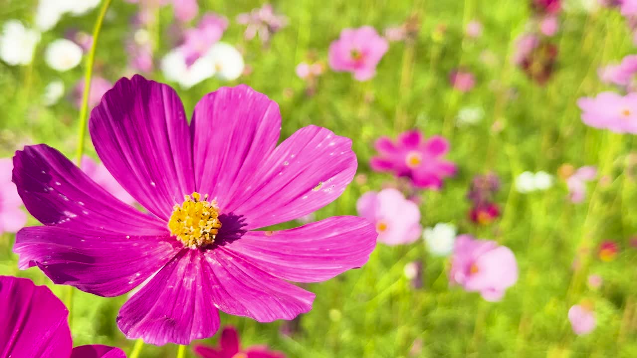 flores coloridas del cosmos en un jardín exuberante