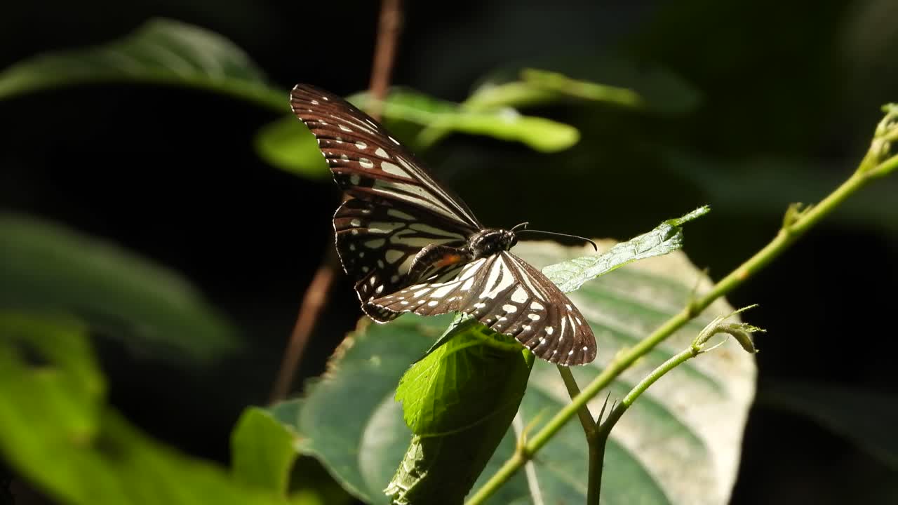 mariposa uhd mp4 4k