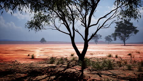 Desert-trees-in-plains-of-africa-under-clear-sky-and-dry-floor