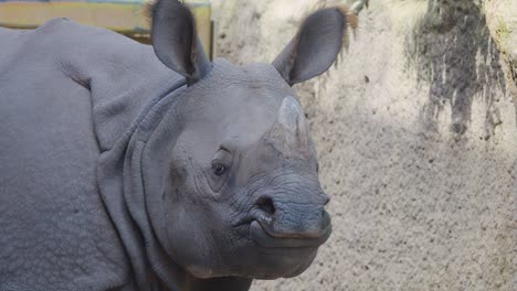 greater one-horned rhinoceros stands alert in a zoo habitat, captured in soft daylight with steady close-up camera movement and neutral background