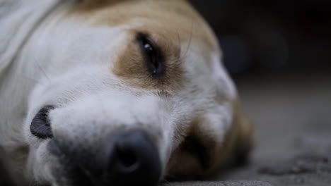 Umlaufender-Schuss-Um-Streunenden-Hund,-Der-Auf-Der-Straße-Liegt,-Während-Er-Langsam-Die-Augen-Schließt