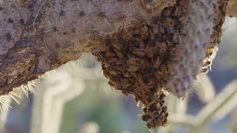 Blühende-Kolonie-Afrikanisierter-Bienen,-Die-Sich-Nach-Unten-Verhüllen,-Nisten-In-Der-Sonora-Wüste---Lange-Nahaufnahme