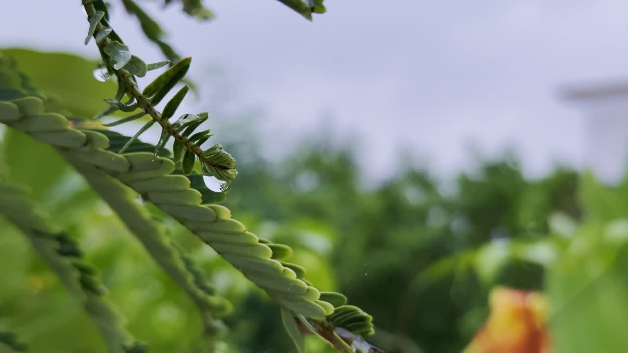 static shot captures a pristine water droplet delicately clinging to the vibrant green of an Amla leaf, glistening in the soft diffused light