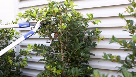 gardener trims bushes with shears against a house wall, under bright daylight in gold coast, australia