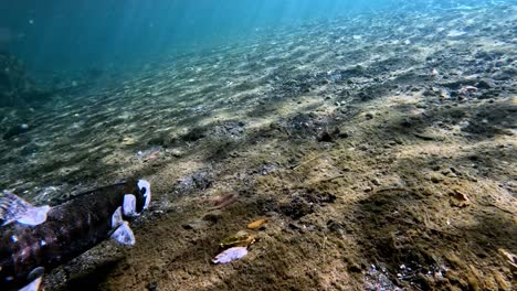 Ein-Unterwasservideo-Von-Forellen-Unterwasservideo