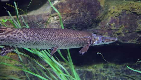 Fish-longnose-gar-(Lepisosteus-osseus),-also-known-as-longnose-garpike,-and-billy-gar,-is-a-ray-finned-fish-in-the-family-Lepisosteidae.