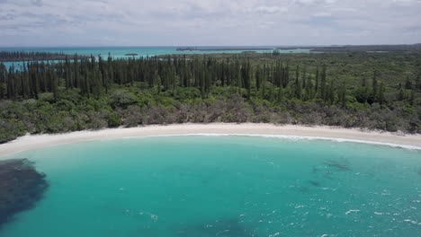 aerial pullout of white sand beach and cook pine tree forest on isle of pines.