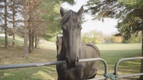 Beautiful-black-horses-standing-behind-fence-of-pasture,-slow-motion