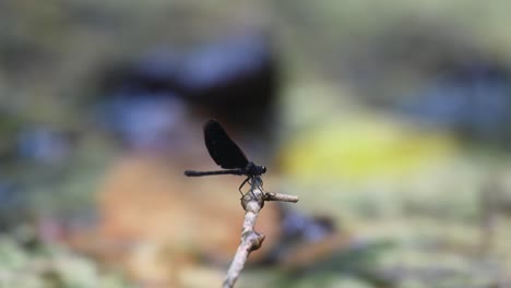 black damselfly perching on a tiny twig in the middle of a stream, flies towards the right side of the frame.
