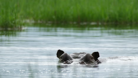 Großes-Nilpferd-Planscht-Im-Wasser---Nahaufnahme