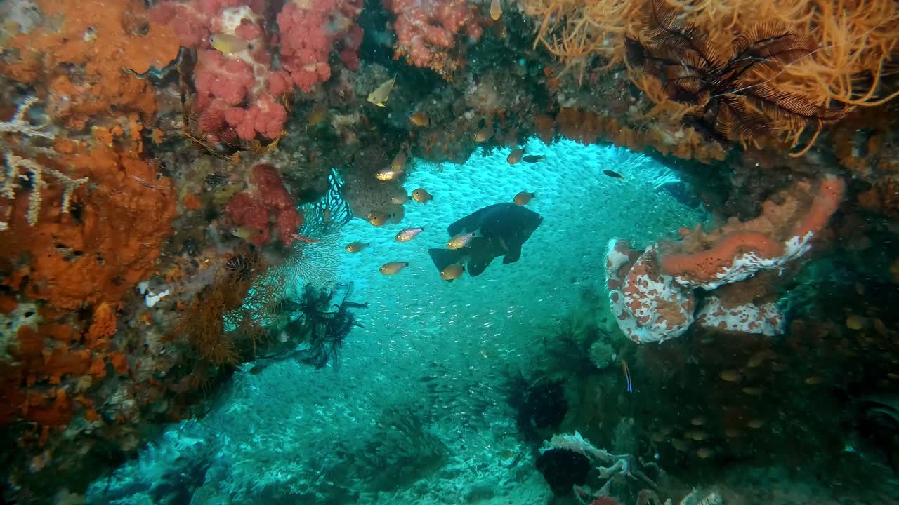 A rock arch covered in Vibrant coral and colourful sponges with many small fish at the opposite end of the arch.