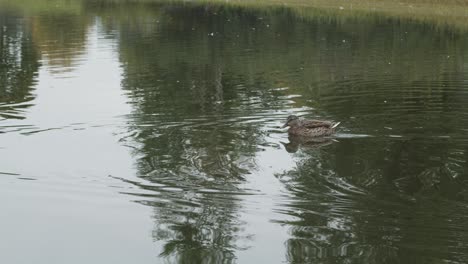 two female mallard ducks swimming in pond