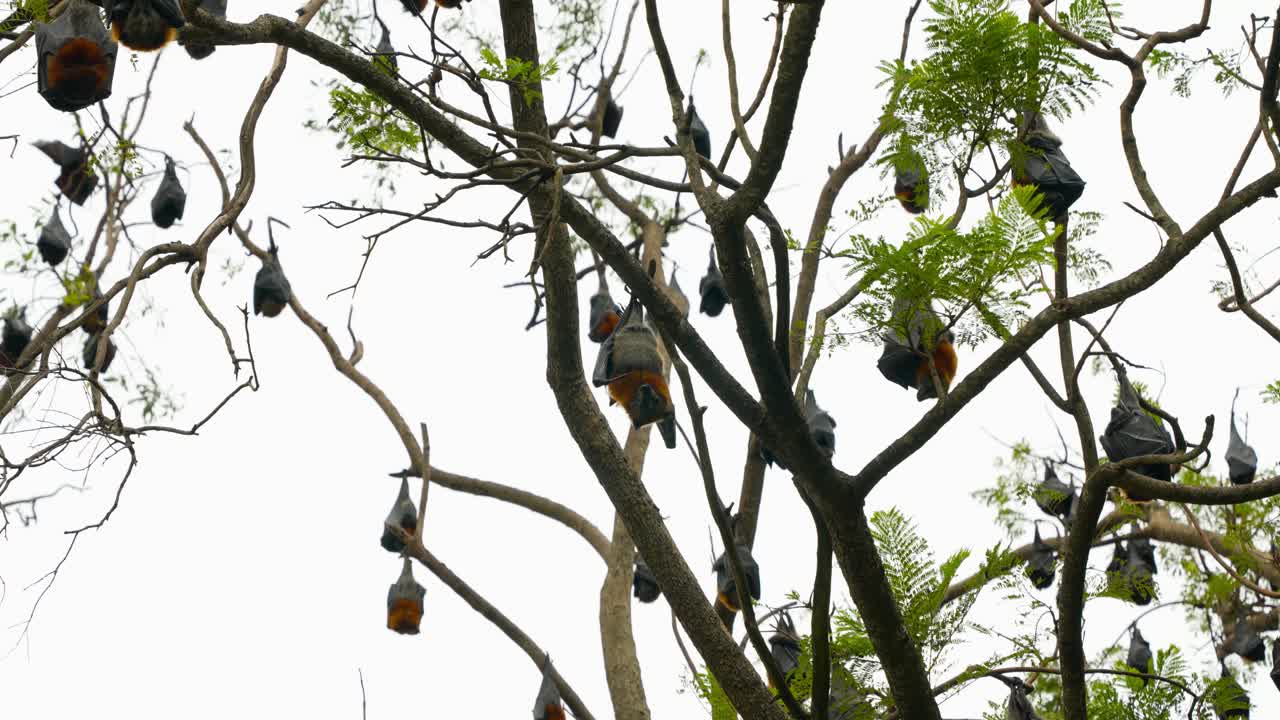 A group of grey-headed flying foxes hanging upside down in a tree, wrapped in their wings. One bat in the center has its eyes open, staring directly at the camera.