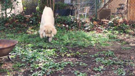 perro blanco buscando y cavando en el suelo