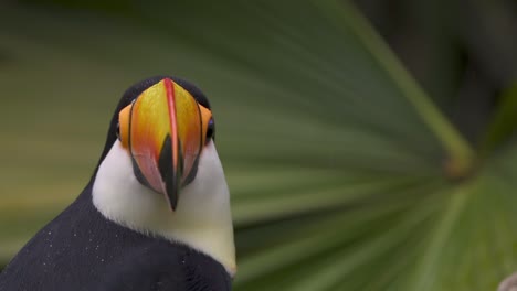 static shot of ramphastos toco turning its head while standing on the jungle