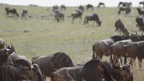 Wildebeests,-also-called-Gnus,-are-restless-as-they-seek-new-grazing-land-on-their-migration-route-in-the-Masai-Mara-and-Serengeti