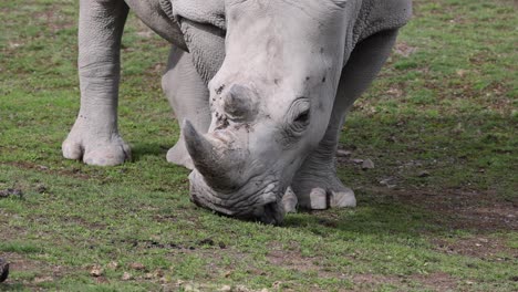 Close-up-shot-of-grazing-white-rhinoceros-on-grass-field-in-wilderness-at-sunny-day