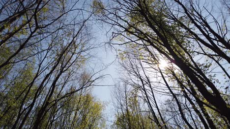 caminando en el bosque de primavera