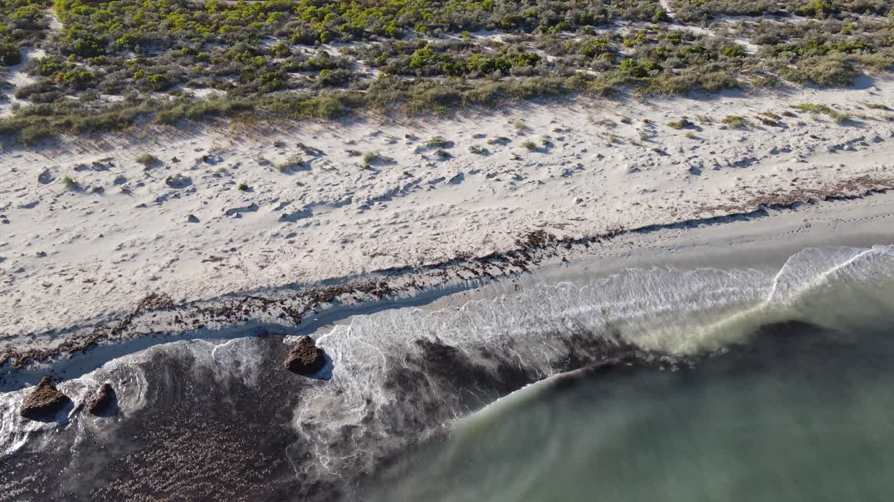 un avión no tripulado se eleva para mostrar una playa de arena blanca con fauna natural australiana
