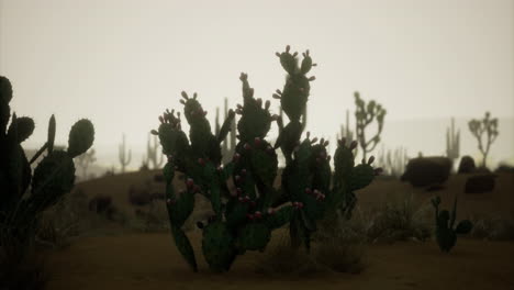paisaje de cactus iluminado por una luz suave durante las horas del crepúsculo