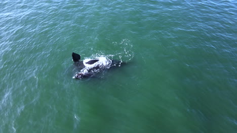 Newborn-southern-right-whale-calf-cuddles-its-mom-logging-on-her-back,-aerial