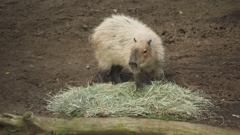 Un-Hydrochoerus-Hydrochaeris-Mastica-Hierba-Seca-En-Su-Recinto-En-El-Zoológico-De-San-Diego,-California,-EE.UU.