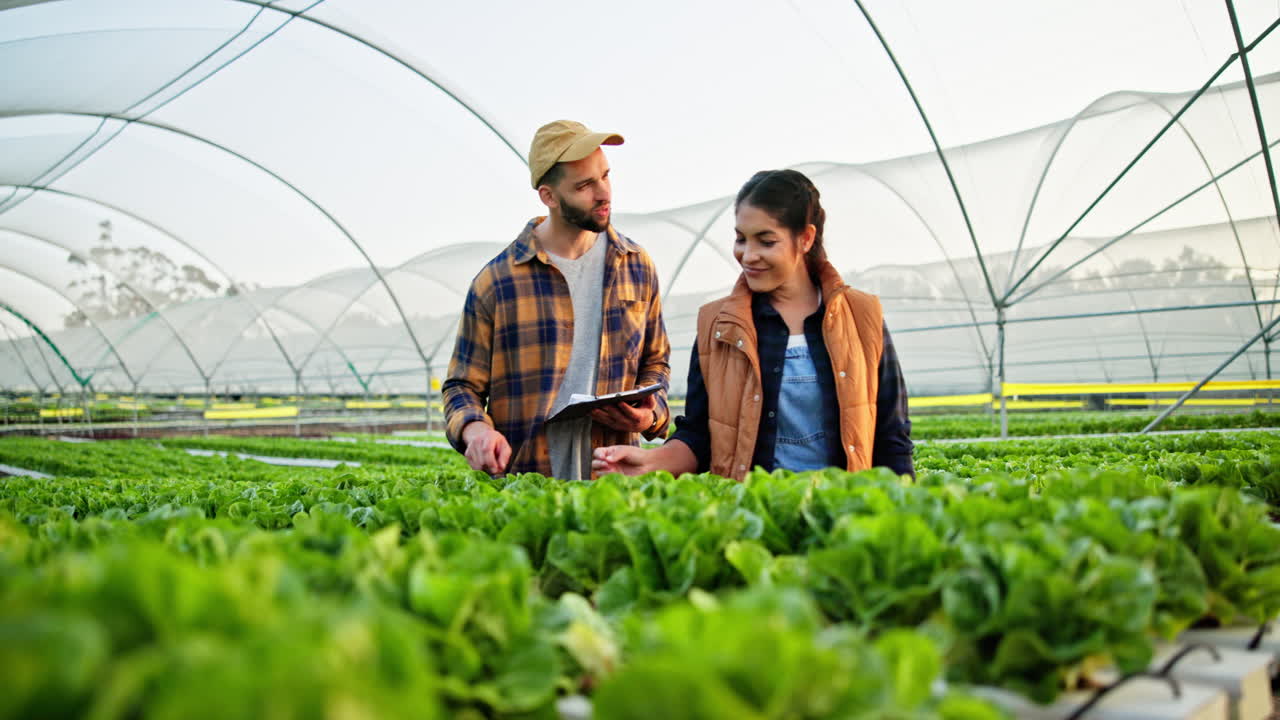 Farmers inspecting lettuce crops in a hydroponic greenhouse