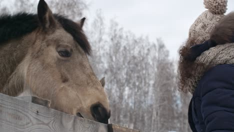 little girl feeding horses