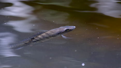 A-small-fish-steady-waiting-by-the-surface---Close-up