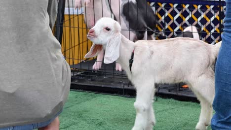 a young goat interacts with people near a cage in a lively outdoor setting. bright lighting enhances the vibrant atmosphere