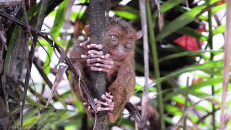 close-up shot of tarsier with big eyes holding on to a branch and moving its head in bohol, the philippines