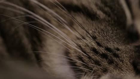 Closer-Shot-Of-A-Brown-Striped-Cat-Whiskers---Extreme-Close-Shot