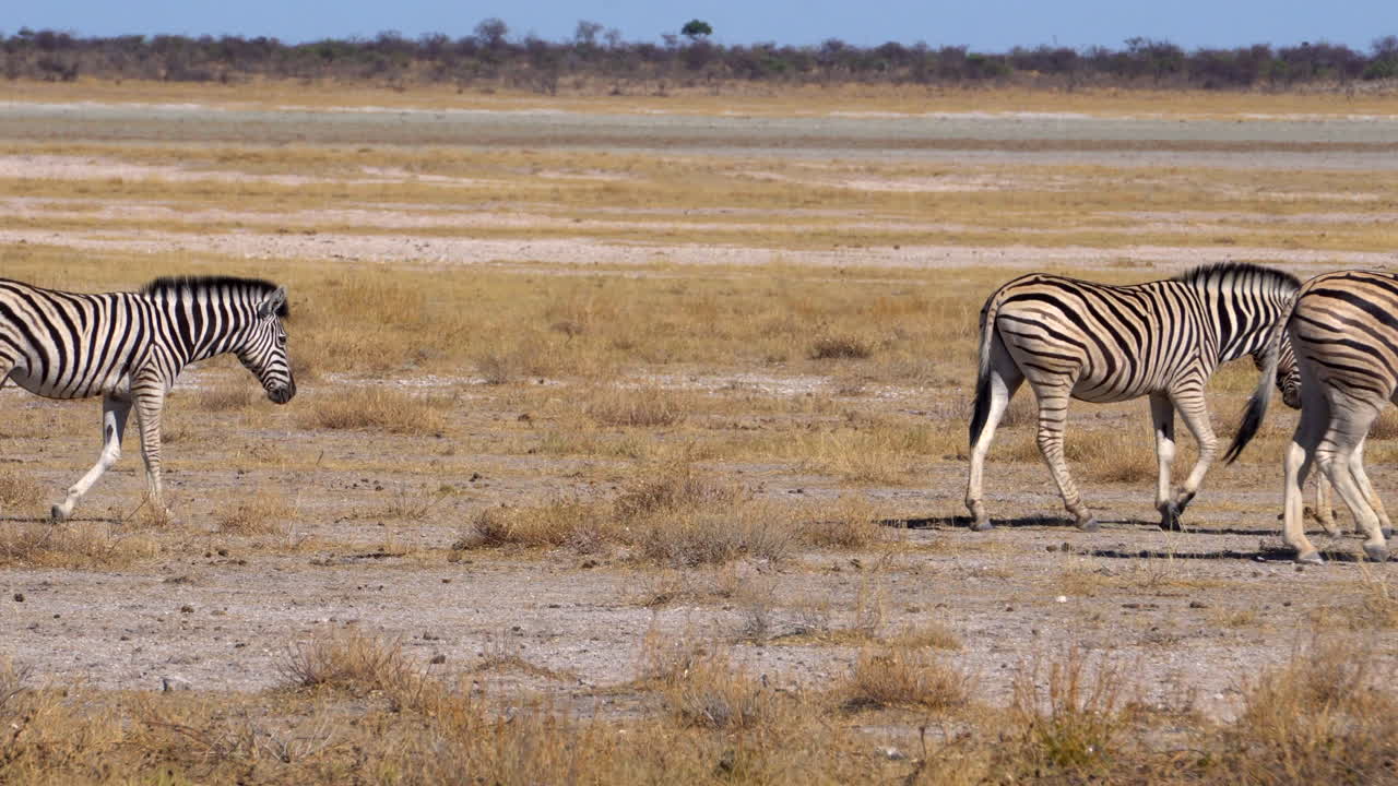cebras en el parque nacional de etosha