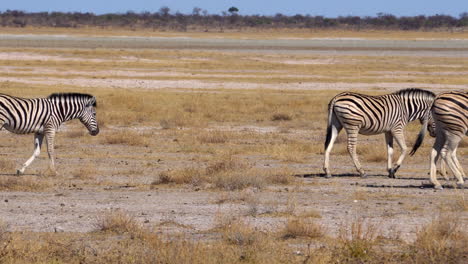 Zebras-Im-Etosha-Nationalpark